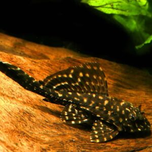Gold Spotted Sailfin Pleco
