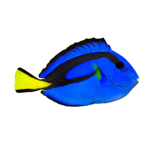 Blue Hippo Tang - Captive Bred - Image 1
