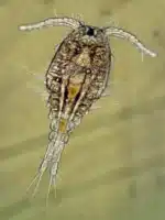 Pac Pods- 16oz - Image 2