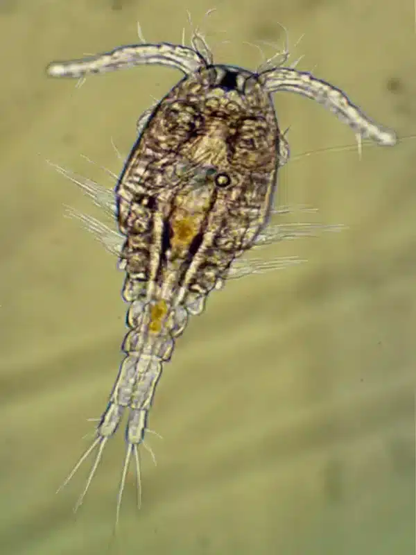 Pac Pods- 16oz - Image 2