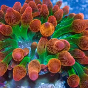 Ultra Rainbow Bubble Tip Anemone