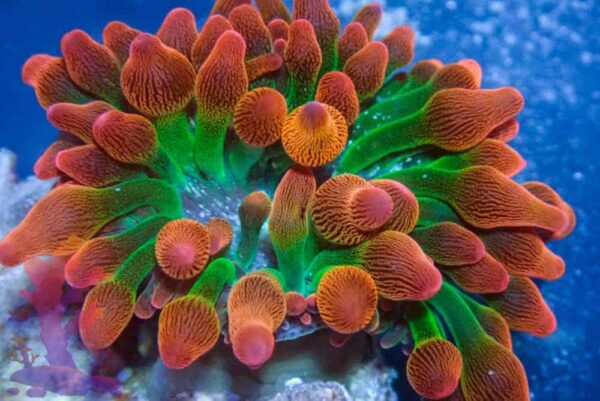 Ultra Rainbow Bubble Tip Anemone - Image 1