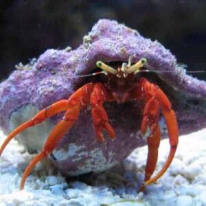 Scarlet Reef Hermit Crabs