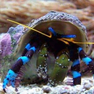 Electric Blue Hermit Crab