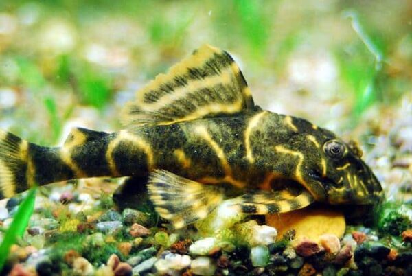 plecostomus-clown-pleco-1_1024x1024.jpg Clown Pleco - Image 1