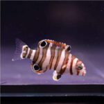 Harlequin Tusk - Captive Bred - Image 2