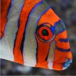 Harlequin Tusk - Captive Bred