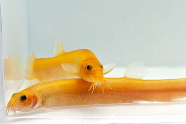 Gold Dojo Loach - Image 1