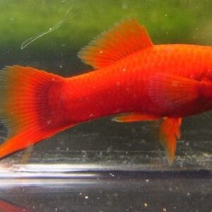 Red Velvet Swordtail