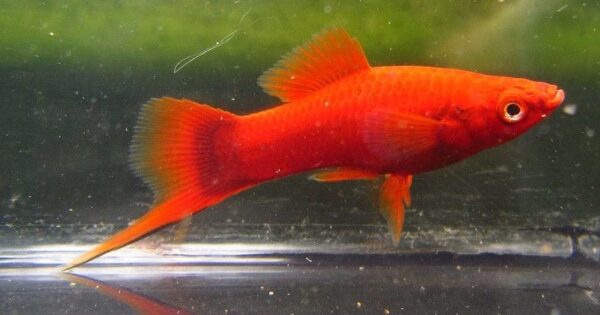 Red Velvet Swordtail - Image 1