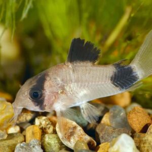 Panda White Cory