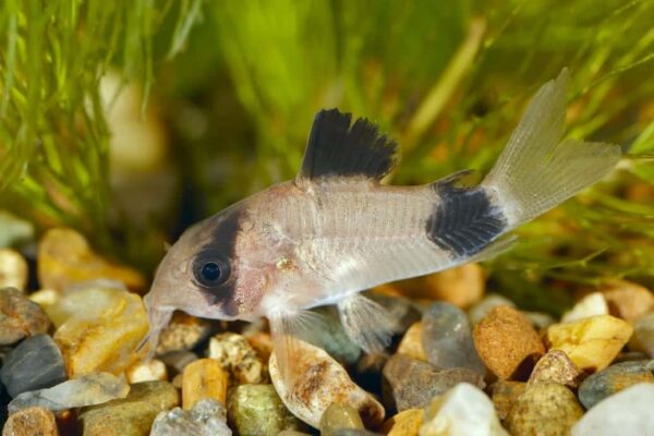 Panda White Cory - Image 1