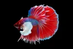 Betta: Halfmoon  Rosetail