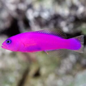 Magenta Dottyback