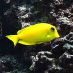 Orange Shoulder Tang