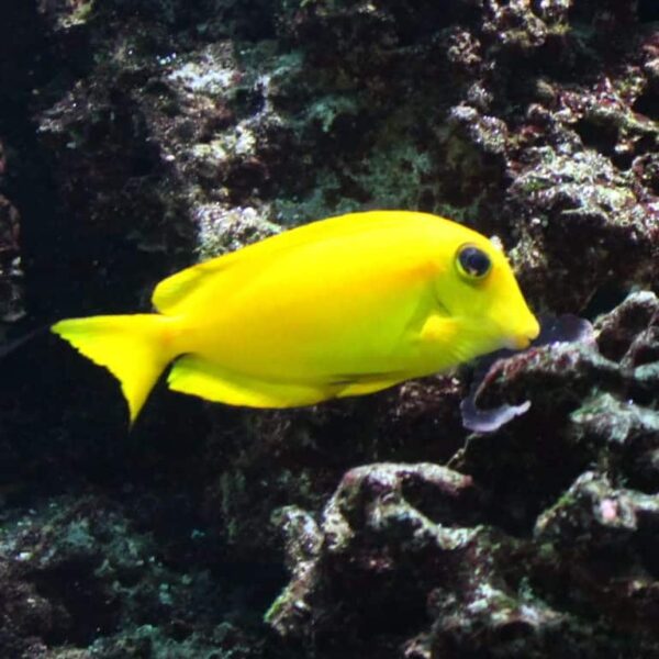Orange Shoulder Tang - Image 1