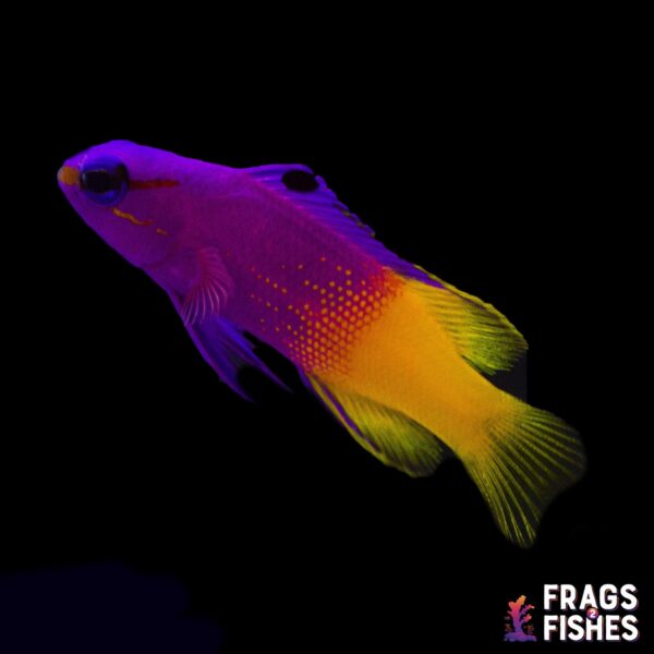 Royal Gramma - Image 1