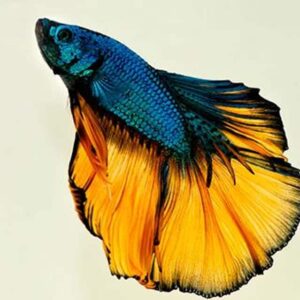Mustard Gas Halfmoon Betta
