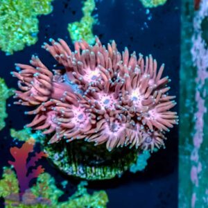 Pink Lemonade Goinopora - WYSIWYG - 20241002