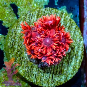Ultra Goniopora - WYSIWYG - 20241003