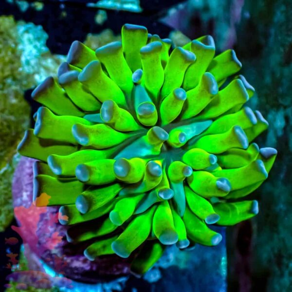 Branching Hammer - WYSIWYG - 20241004 - Image 1