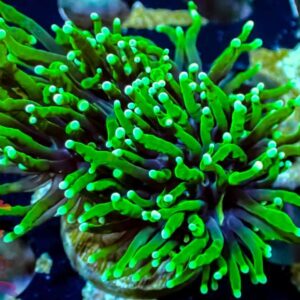 Green Torch - WYSIWYG - 20241005