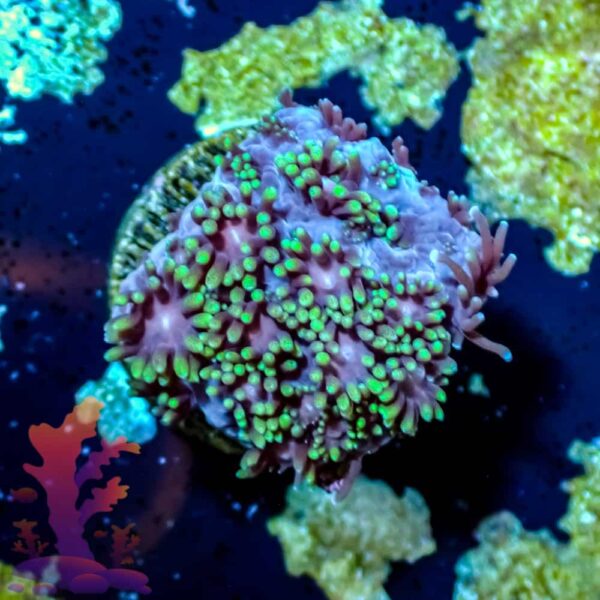 Ultra Goniopora Ultra Goniopora - WYSIWYG - 20241007 - Image 1