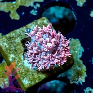 Pink Lemonade Goinopora - WYSIWYG - 20241013