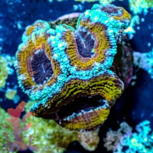 Ultra Acans - WYSIWYG - 20241016