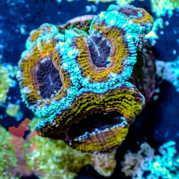 Ultra Acans - WYSIWYG - 20241016 - Image 1