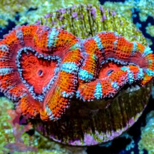 Rainbow Acans - WYSIWYG - 20241017