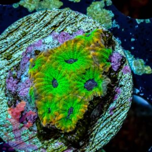 Ultra Favia - WYSIWYG - 20241018