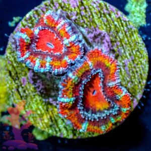 Rainbow Acans - WYSIWYG - 20241019
