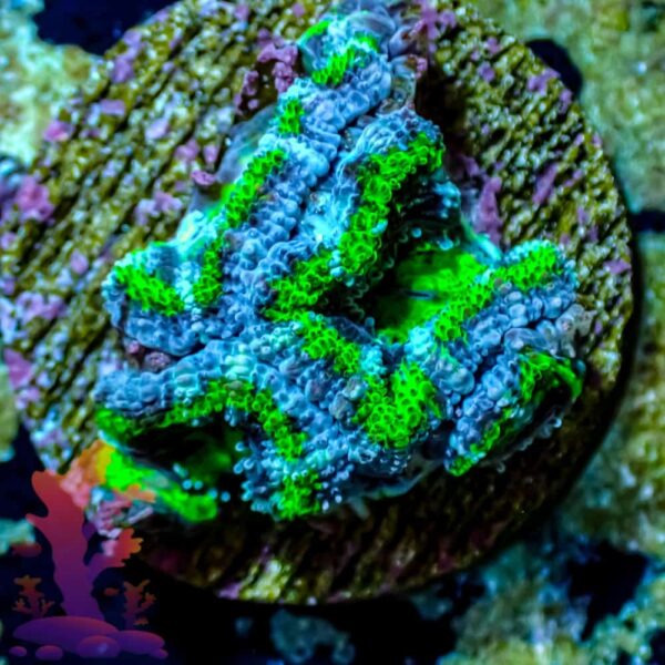 Purple and Green Acans - WYSIWYG - 20241020 - Image 1