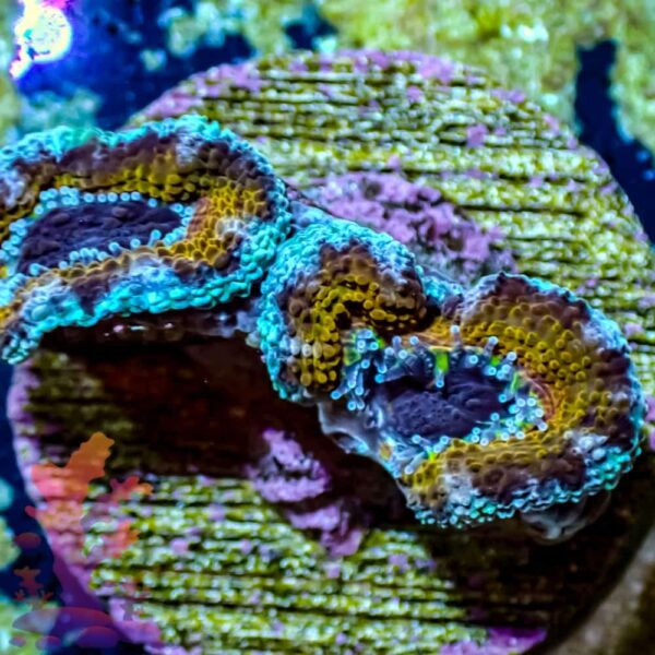 Ultra Acans - WYSIWYG - 20241021 - Image 1