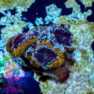 Ultra Acans - WYSIWYG - 20241023