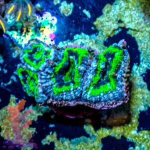 Purple and Green Acans - WYSIWYG - 20241024