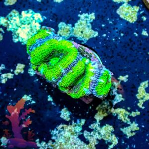 Green Acans - WYSIWYG - 20241025