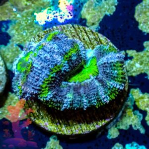 Purple and Green Acans - WYSIWYG - 20241029