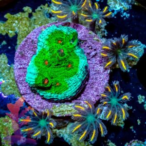 Avatar Chalice and Cloves - WYSIWYG - 20241030