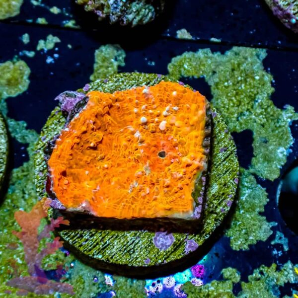 Orange Chalice - WYSIWYG - 20241031 - Image 1