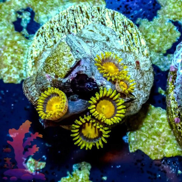 Tutti Fruitti Zoas - WYSIWYG - 20241033 - Image 1