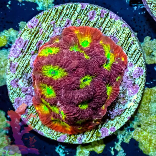 Spicy Lemon Favia - WYSIWYG - 20241036 - Image 1