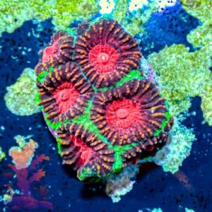 Xmas Favia - WYSIWYG - 20241038