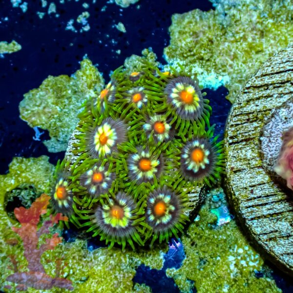 JF Stargazers - WYSIWYG - 20241040 - Image 1