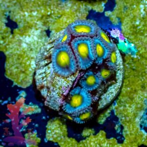 WWC AOI - WYSIWYG - 20241041