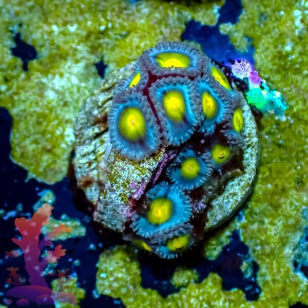 WWC AOI - WYSIWYG - 20241041 - Image 1