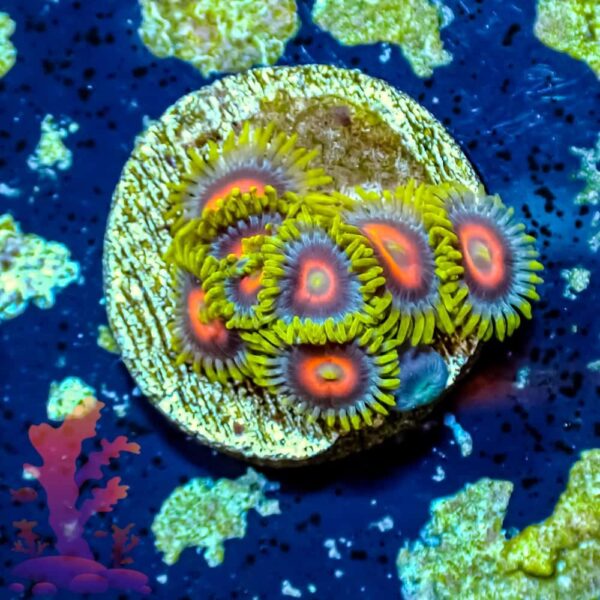 Eagle Eyes - WYSIWYG - 20241043 - Image 1