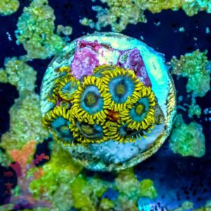 Blue Berry Fields - WYSIWYG - 20241046