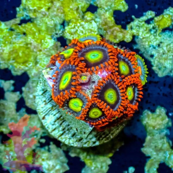 Circus Freaks - WYSIWYG - 20241047 - Image 1